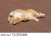 Жизнь удалась! Рыжий кот нежится под ярким солнцем. Стоковое фото, фотограф Валерия Попова / Фотобанк Лори