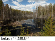 Запруженный участок леса и хатка бобра. Стоковое фото, фотограф Самохвалов Артем / Фотобанк Лори