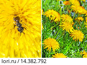 Одуванчик лекарственный ( Taraxacum officinale ). Общий вид цветущих растений и одиночный цветок с пчелой крупным планом. Стоковое фото, фотограф Евгений Мухортов / Фотобанк Лори