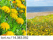 Одуванчик лекарственный ( Taraxacum officinale ). Общий вид цветущих растений и цветущая поляна на берегу реки Обь. Стоковое фото, фотограф Евгений Мухортов / Фотобанк Лори