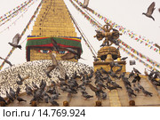 Nepal Kathmandu  Boudhanath Stupa - буддистская ступа и множество голубей (2012 год). Стоковое фото, фотограф Анастасия Кононенко / Фотобанк Лори