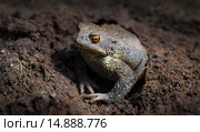 Обыкновенная серая жаба (лат. Bufo bufo) в земляной норе. Стоковое фото, фотограф Абрамова Ксения / Фотобанк Лори