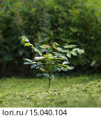 Молодой трехлетний Айлантолистный орех (лат. Júglans ailantifolia, орех Зибольда). Стоковое фото, фотограф Абрамова Ксения / Фотобанк Лори