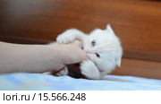 Котёнок кусает руку женщины. Стоковое видео, видеограф Володина Ольга / Фотобанк Лори