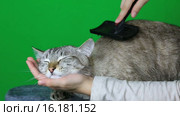 Кота чешут щеткой. Стоковое видео, видеограф Юлия Машкова / Фотобанк Лори