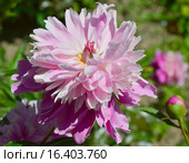 Пион Пинк Камео (лат. Pink Cameo) Стоковое фото, фотограф lana1501 / Фотобанк Лори