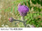 Чертополох колючий (Carduus acanthoides L.) Стоковое фото, фотограф Овчинникова Ирина / Фотобанк Лори