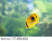 Рыба-бабочка Беннетта. Стоковое фото, фотограф Галина Савина / Фотобанк Лори