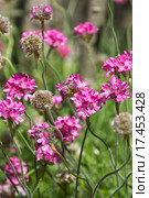 Армерия приморская — Armeria  maritima (Mill.) Willd. = Armeria vulgaris Willd. Стоковое фото, фотограф Наталья Гармашева / Фотобанк Лори