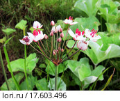 Сусак зонтичный (Butomus umbellatus) Стоковое фото, фотограф Светлана Кириллова / Фотобанк Лори
