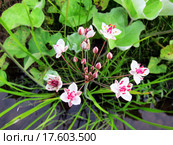 Сусак зонтичный (Butomus umbellatus) Стоковое фото, фотограф Светлана Кириллова / Фотобанк Лори
