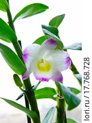 Орхидея  Дендробиум нобиле (лат. Dendrobium nobile Irenes Smile) Стоковое фото, фотограф Зобков Юрий / Фотобанк Лори