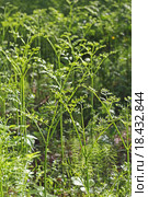 Орляк обыкновенный (Pteridium aquilinum) — вид многолетних травянистых папоротниковидных растений рода Орляк из семейства Деннштедтиевые (Dennstaedtiaceae). Растение в сосновом бору Сибири. Стоковое фото, фотограф Евгений Мухортов / Фотобанк Лори