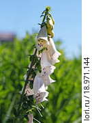 Декоративный садовый цветок Наперстянка или Дигиталис ( lat. Digitalis). Декоративная форма с белыми цветами. Стоковое фото, фотограф Евгений Мухортов / Фотобанк Лори