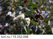 blossoming soap mallee plant. Стоковое фото, фотограф Яков Филимонов / Фотобанк Лори