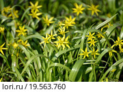 Цветущий гусиный лук жёлтый, или гагея жёлтая (Gagea lutea (L.) Ker-Gawl.) Стоковое фото, фотограф Ирина Борсученко / Фотобанк Лори