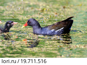Камышница. Moorhen (Gallinula chloropus). Стоковое фото, фотограф Василий Вишневский / Фотобанк Лори