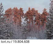 Сосны под закатным солнцем. Усинск, Коми. Стоковое фото, фотограф Сергей Гаврилов / Фотобанк Лори