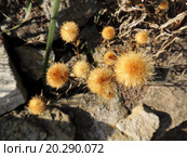 Колючник финский, Carlina fennica (Meusel & Kästner) Tzvelev. Стоковое фото, фотограф Заноза-Ру / Фотобанк Лори