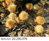 Колючник финский, Carlina fennica (Meusel & Kästner) Tzvelev. Стоковое фото, фотограф Заноза-Ру / Фотобанк Лори