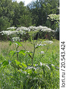 Борщевик Сибирский ( Heracleum sibirikum ) Стоковое фото, фотограф Евгений Мухортов / Фотобанк Лори