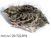 Жаворонок полевой. Skylark (Alauda arvensis). Стоковое фото, фотограф Василий Вишневский / Фотобанк Лори
