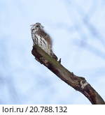Сыч воробьиный. Pygmy Owl (Glaucidium passerinum). Стоковое фото, фотограф Василий Вишневский / Фотобанк Лори