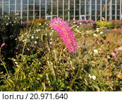 Кровохлебка притупленная (Sanguisorba obtusa), семейство Розоцветные. Стоковое фото, фотограф Заноза-Ру / Фотобанк Лори