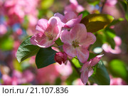Pink apple-tree flowers. Стоковое фото, фотограф Сергей Пристяжнюк (Serg Zastavkin) / Фотобанк Лори