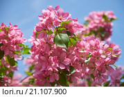 Pink apple-tree flowers. Стоковое фото, фотограф Сергей Пристяжнюк (Serg Zastavkin) / Фотобанк Лори
