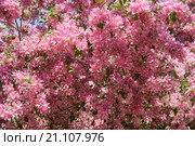 Pink apple-tree flowers. Стоковое фото, фотограф Сергей Пристяжнюк (Serg Zastavkin) / Фотобанк Лори