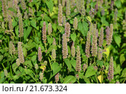 Лофант Франт (лат. Lophanthus) - Европейский женьшень. Стоковое фото, фотограф lana1501 / Фотобанк Лори