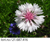 Василёк посевной (лат. Centaurea cyanus) Стоковое фото, фотограф lana1501 / Фотобанк Лори