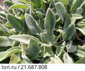 Стахис шерстистый, или чистец (Stachys), семейство Губоцветные. Стоковое фото, фотограф Заноза-Ру / Фотобанк Лори