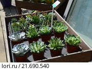 Кактусы и суккуленты. Магазин растений "Plantarum". Аптекарский огород Ботанического Сада МГУ. Москва. Россия (2015 год). Редакционное фото, фотограф lana1501 / Фотобанк Лори