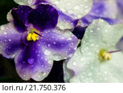 Цветы фиалки в каплях воды. Стоковое фото, фотограф Роман Ушаков / Фотобанк Лори