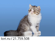 Котёнок Персидской кошки. Стоковое фото, фотограф Наталья Ляйс / Фотобанк Лори