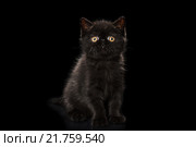 Черная кошка на черном фоне. Стоковое фото, фотограф Наталья Ляйс / Фотобанк Лори
