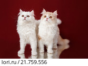 Две кошки на красном фоне. Стоковое фото, фотограф Наталья Ляйс / Фотобанк Лори