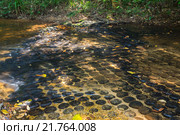 Kbal Spean, дно ручья из круглых камней (2015 год). Стоковое фото, фотограф Юлия Белоусова / Фотобанк Лори