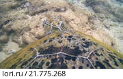 Морская черепаха плывет в море. Стоковое видео, видеограф Некрасов Андрей / Фотобанк Лори