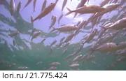 Непрерывная стая каранксов (Caranx sexfasciatus) плывет под поверхностью воды, Индийский океан. Стоковое видео, видеограф Некрасов Андрей / Фотобанк Лори