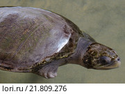 Раненая оливковая морская черепаха (Lepidochelys olivacea) без одной ноги плавает на мелководье, Indian Ocean, Hikkaduwa, Sri Lanka (Ceylon island), South Asia. Стоковое фото, фотограф Некрасов Андрей / Фотобанк Лори