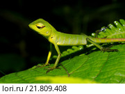 Ящерица (Calotes calotes) Стоковое фото, фотограф Некрасов Андрей / Фотобанк Лори