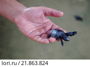 Маленькая оливковая черепашка (Lepidochelys olivacea) в руке у человека, Индийский океан, Hikkaduwa, Шри-Ланка, Южная Азия. Стоковое фото, фотограф Некрасов Андрей / Фотобанк Лори