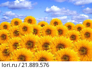 Подсолнухи. Коллаж. Стоковое фото, фотограф Михаил Яковлев (ktynzq) / Фотобанк Лори