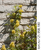 Бузина кистистая (Sambucus racemosa) Стоковое фото, фотограф Валерий Ситников / Фотобанк Лори