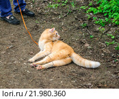 Red cat on a leash. Стоковое фото, фотограф Алёшина Оксана / Фотобанк Лори