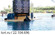 Представление с касатками Orca show. Зоопарк Лоро (Loro Park). Пуэрто де ла Круз (Puerto de la Cruz), Тенерифе, Канары, Испания (2016 год). Редакционное видео, видеограф Кекяляйнен Андрей / Фотобанк Лори