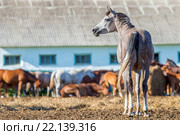Арабская лошадь на фоне своего табуна. Стоковое фото, фотограф Алексия Хрущева / Фотобанк Лори